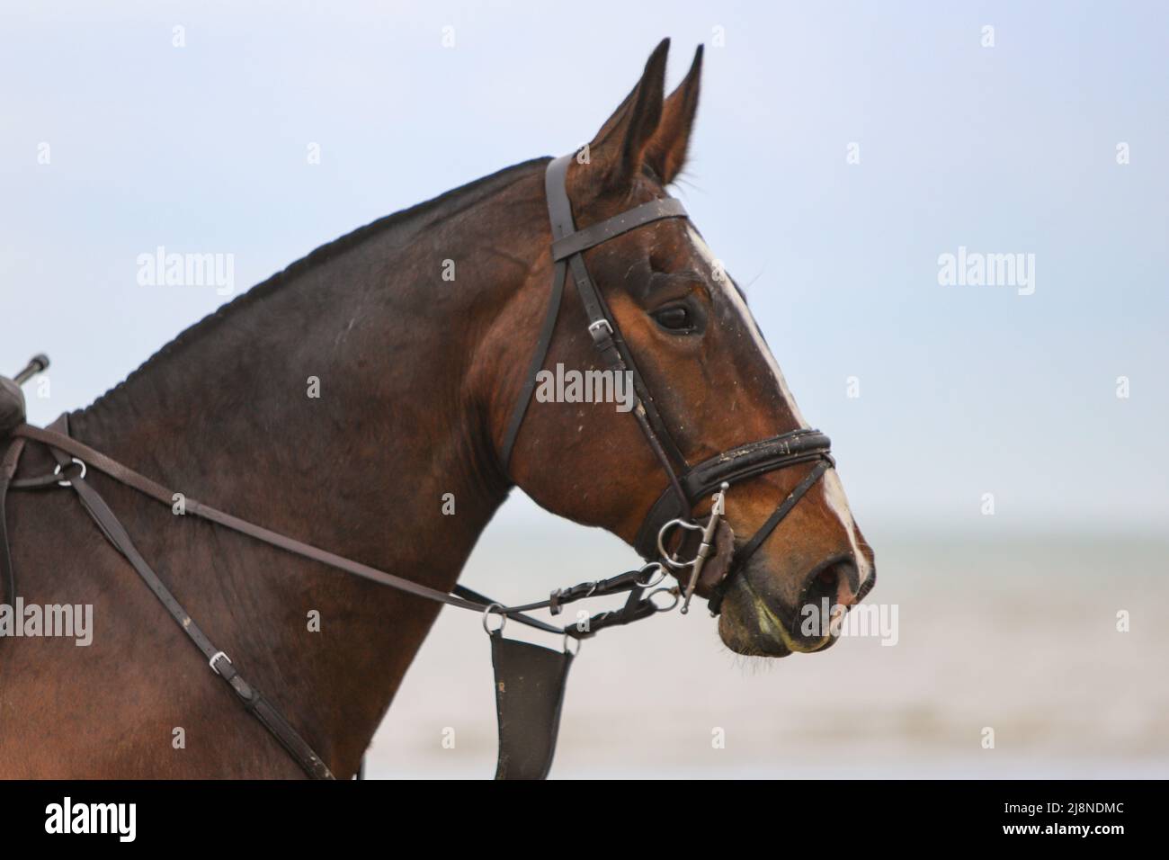 Coakham Bloodhounds sur la plage Banque D'Images