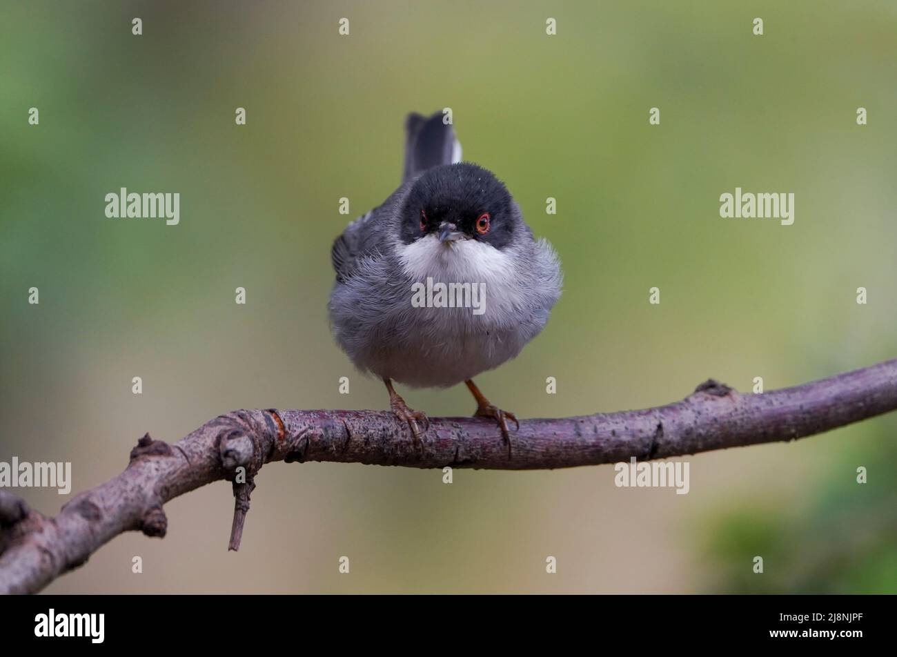 Sarde warbler (Sylvia melanocephala) mâle, regardant un spectateur sur une branche, Espagne. Banque D'Images