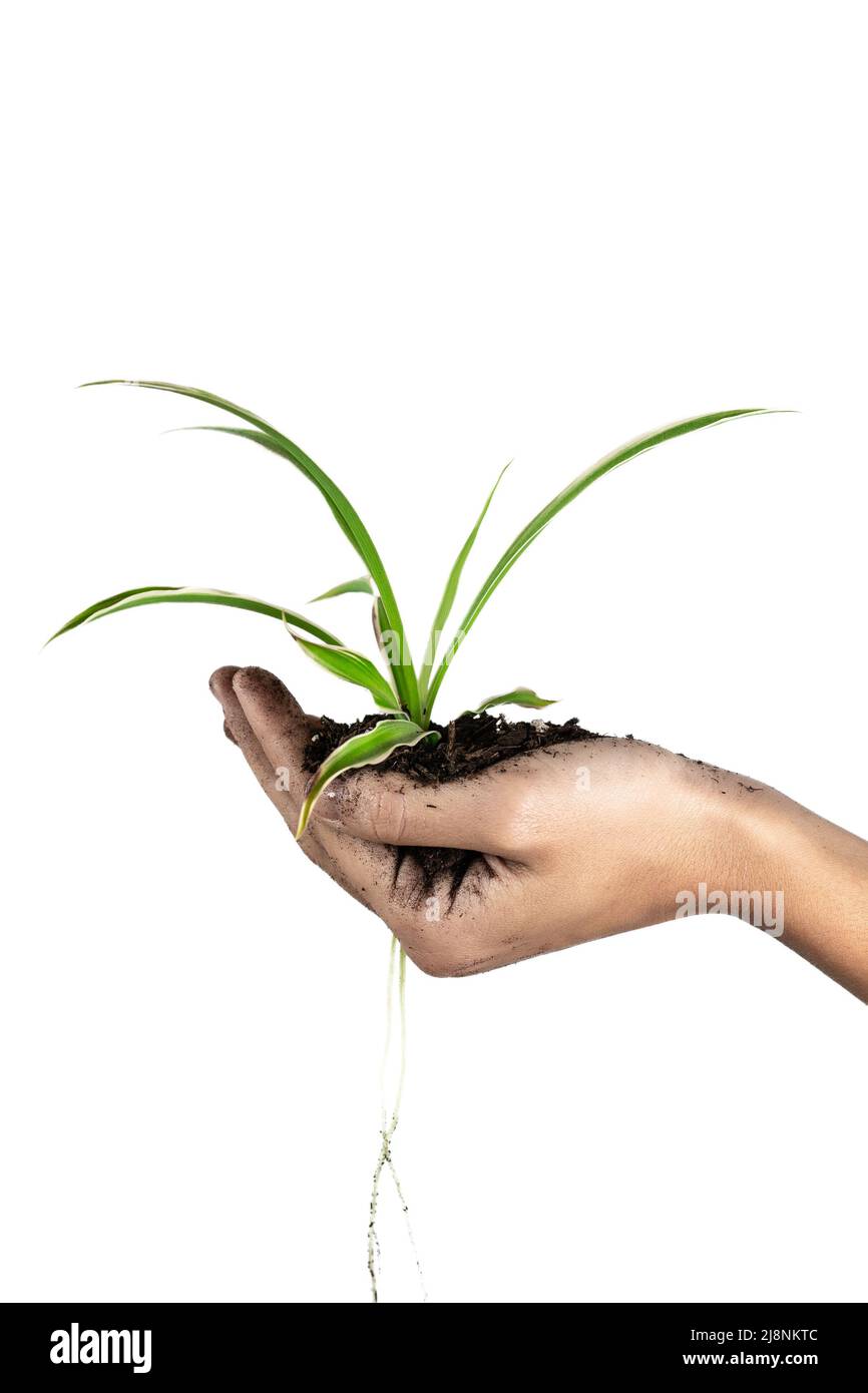 Le rodage à la main d'une plante avec ses racines et son sol. Concept de la protection de la nature Banque D'Images