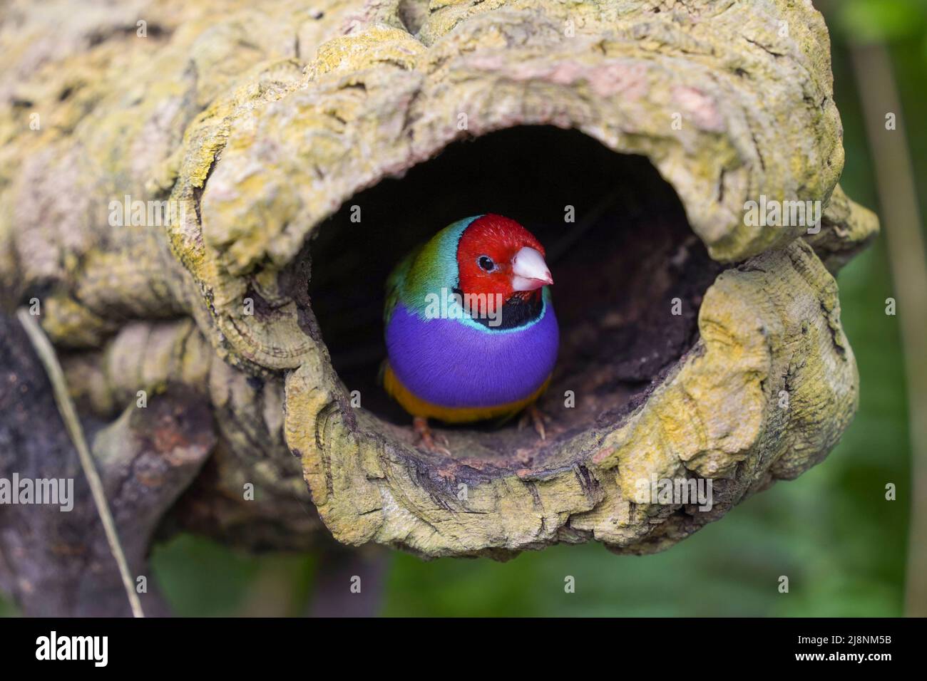 Gouldian finch (Chloebia gouldiae) mâle en nid artificiel, Espagne Banque D'Images