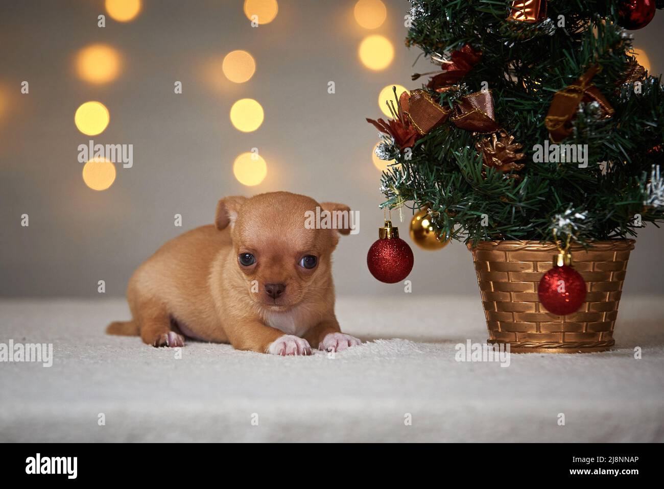 chiot chihuahua brun avec cadeau de noël Banque D'Images