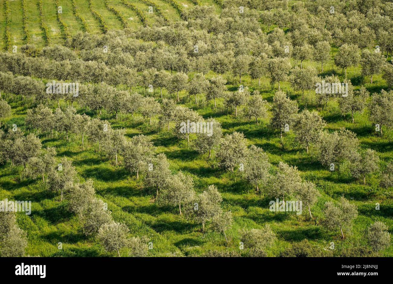 Jeunes oliviers dans un verger au printemps, méditerranée, Andalousie, Espagne. Banque D'Images