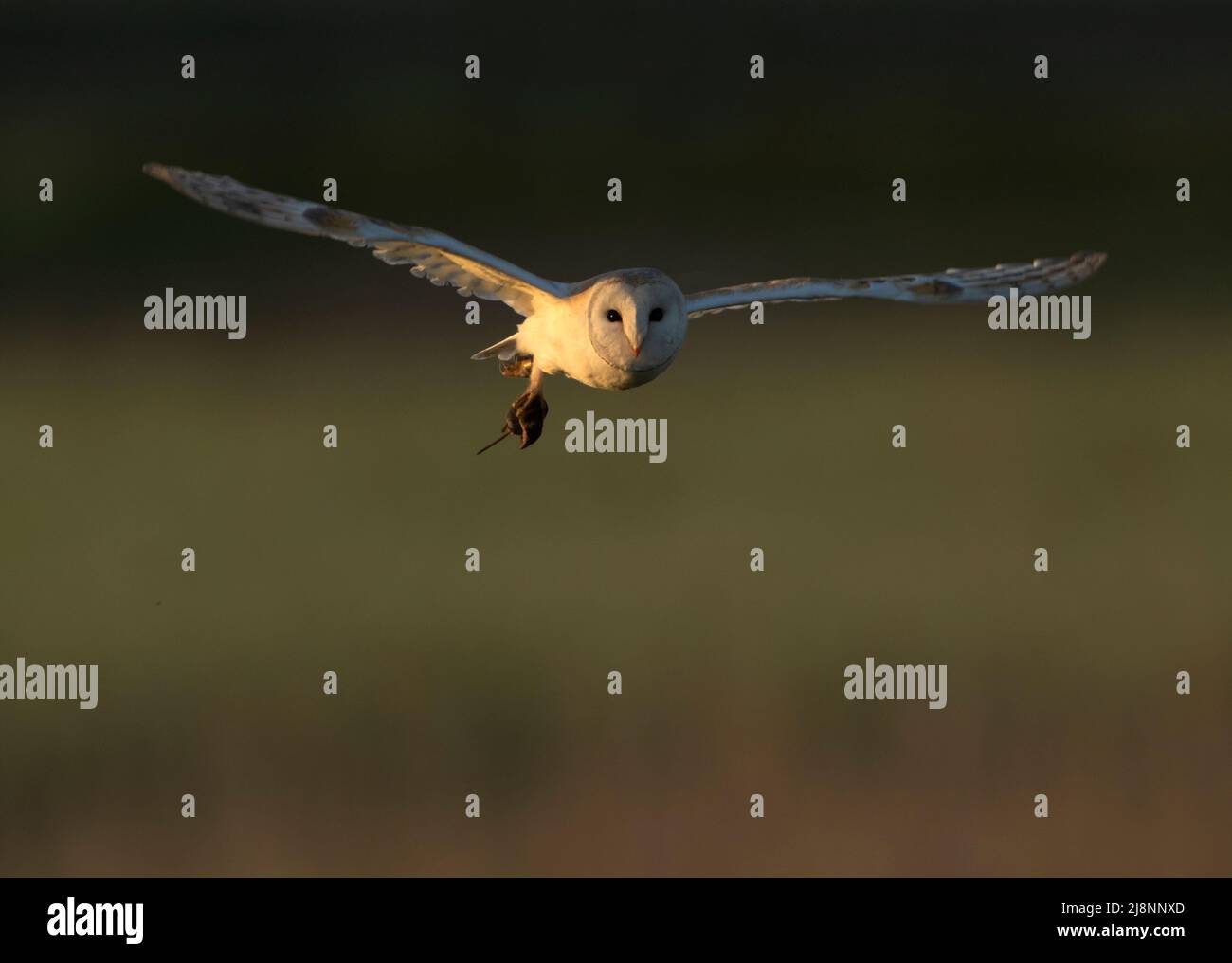 Barn Owl (Tyto Alba) en vol avec un vole dans ses talons, Norfolk Banque D'Images