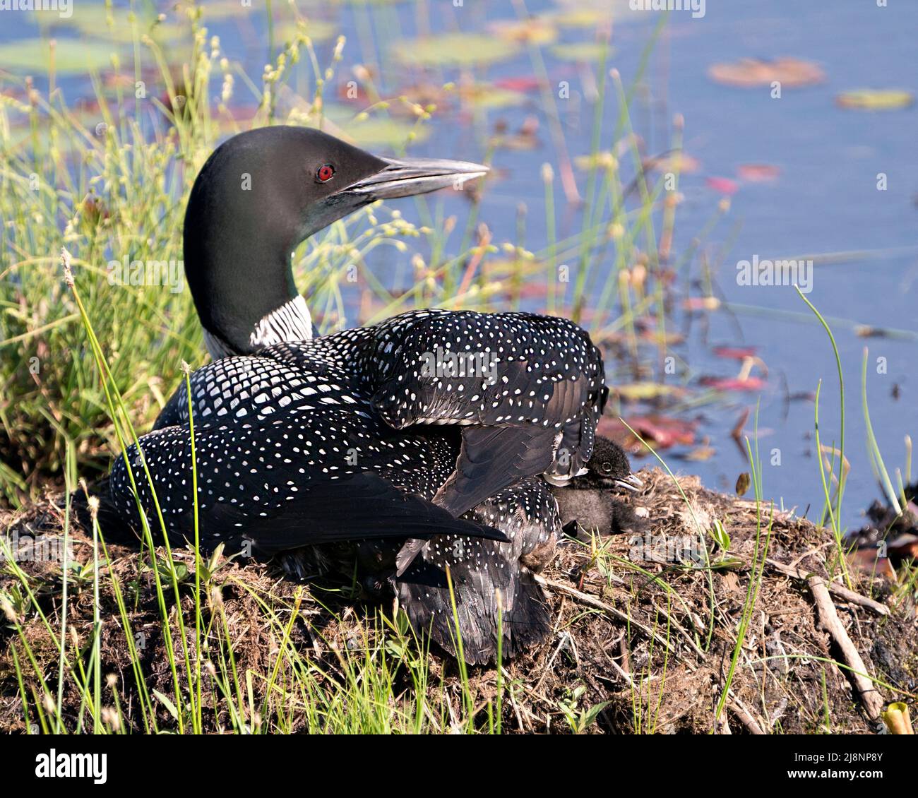 Le Loon commun avec un bébé de jour poussait sous ses ailes de plumes sur le nid protégeant et prenant soin du bébé dans son environnement et son habitat.Loon. Banque D'Images