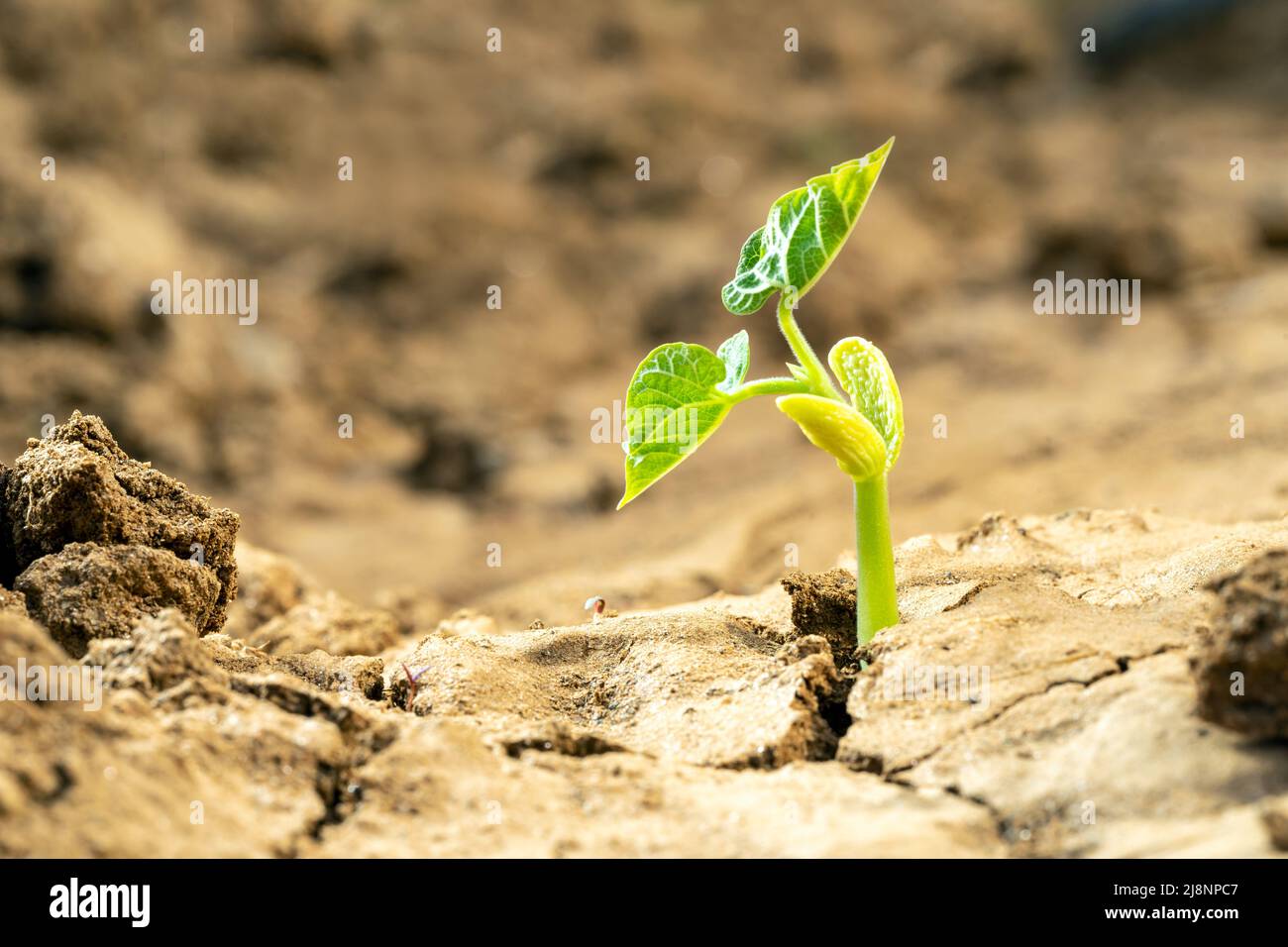 Photo macro de sol sec fissuré et plante nouvellement grognante. Concept de sécheresse, de changement climatique et de réchauffement de la planète. Banque D'Images