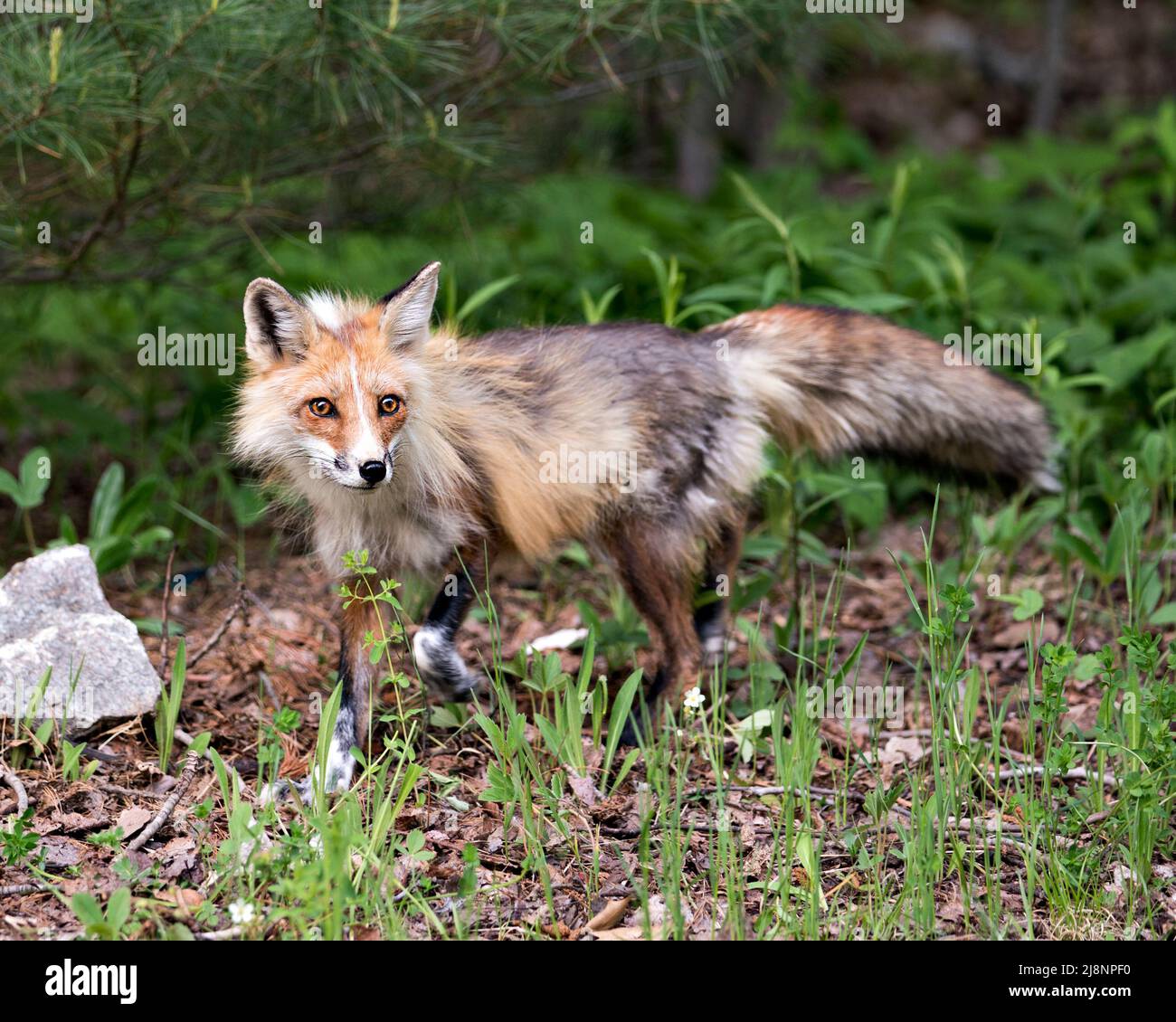 Vue latérale du renard roux avec arrière-plan du feuillage et avant-plan montrant la queue broussailleuse, la fourrure printanière dans son environnement et son habitat.Fox image.Image. Banque D'Images