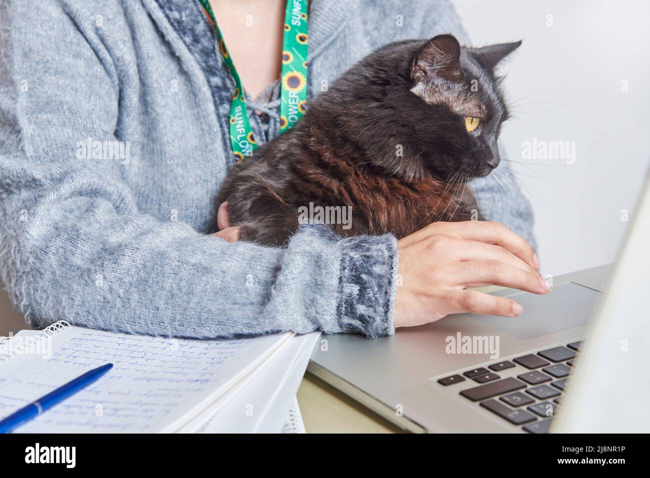 Sunflower Cat Banque De Photographies Et D Images A Haute Resolution Alamy