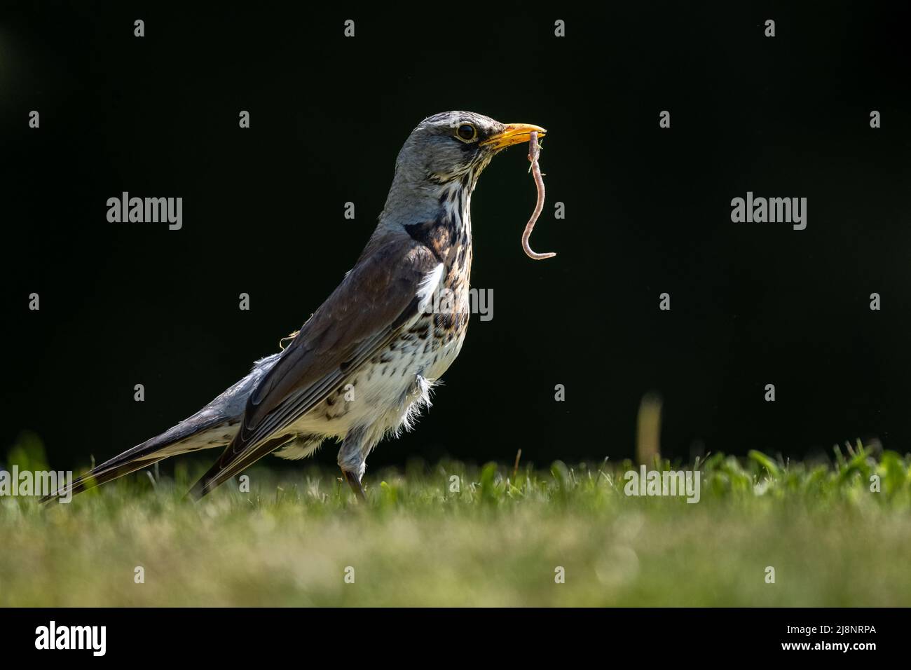 Un oiseau sur une pelouse avec une chenille dans son bec. Fieldfare, Turdus pilaris, Slovaquie. Banque D'Images