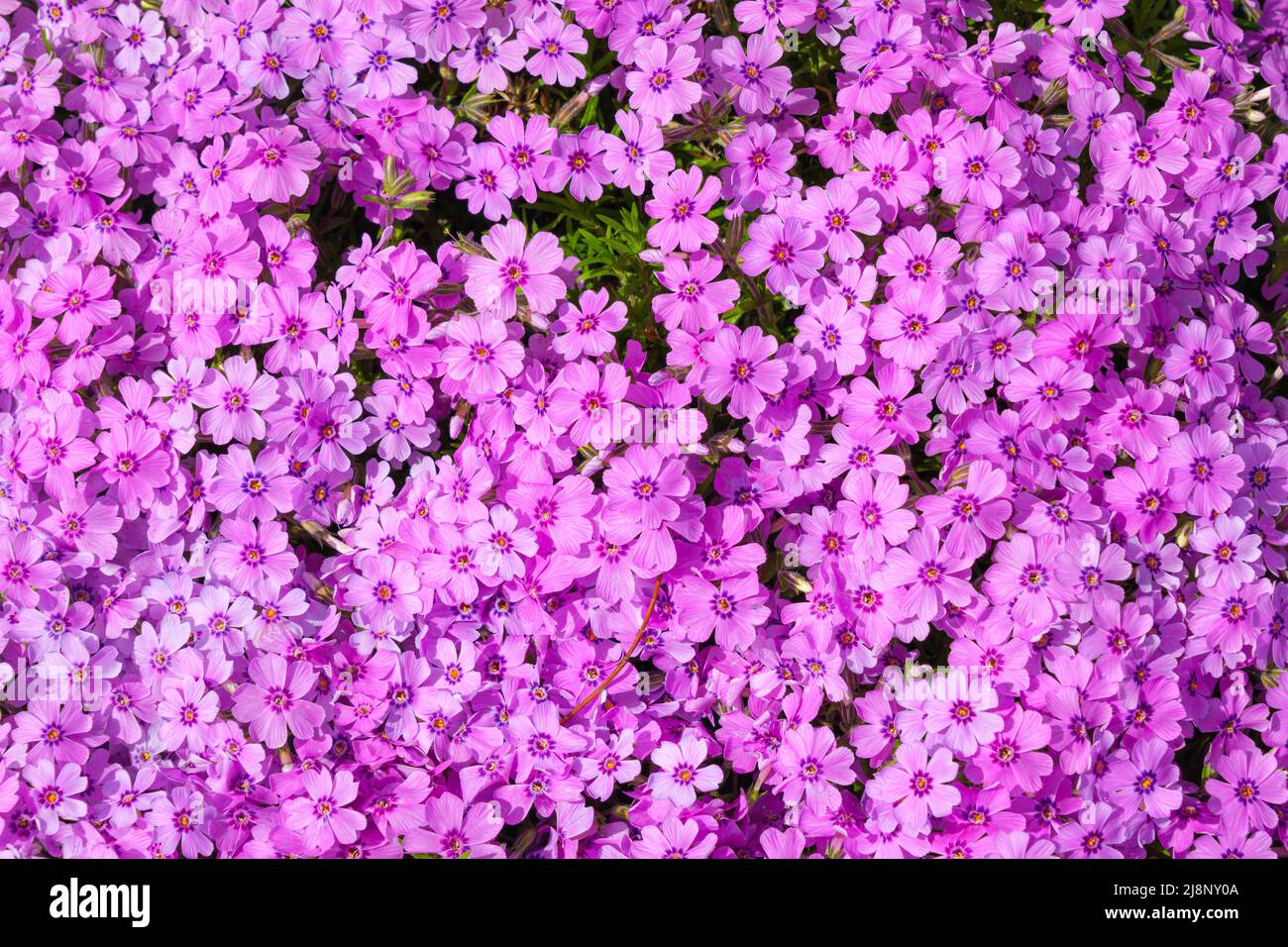 Moss phlox (Phlox subulata) fleurs roses Banque D'Images