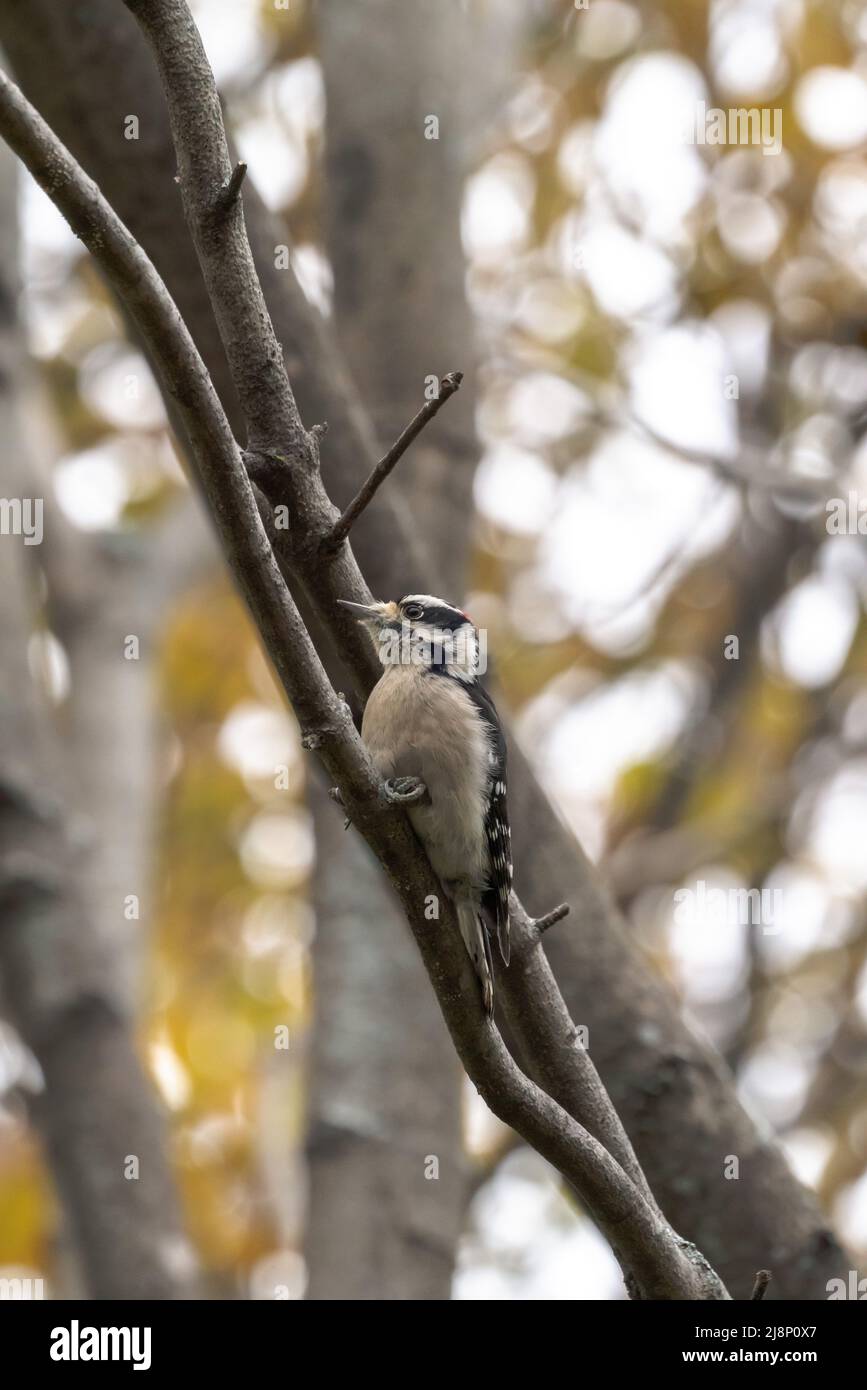 Photographie d'oiseau sauvage en gros plan d'un pic mâle en aval perché sur une branche dans les bois avec d'autres arbres flous en arrière-plan dans le Midw Banque D'Images