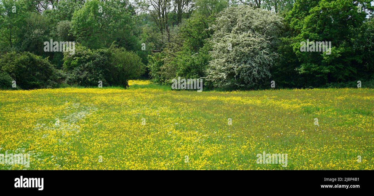 Prairie de fleurs sauvages en Buttercups de Cambridgeshire, Clover et persil de vache avec arbres à fleurs en arrière-plan Banque D'Images