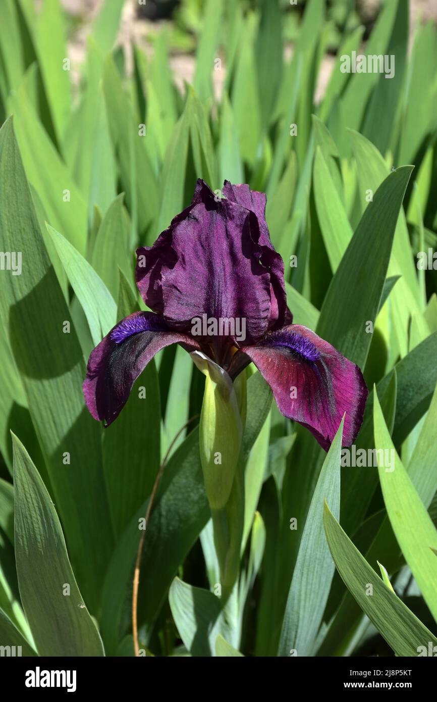Une grande fleur d'iris violet foncé pousse dans le jardin. Le fond des feuilles vertes est très flou Banque D'Images