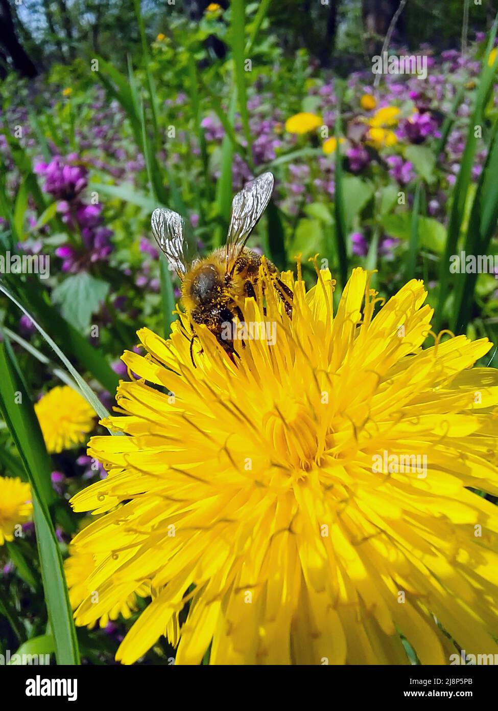 Une abeille recueille le pollen sur un pissenlit jaune de près. L'arrière-plan floral est très flou Banque D'Images