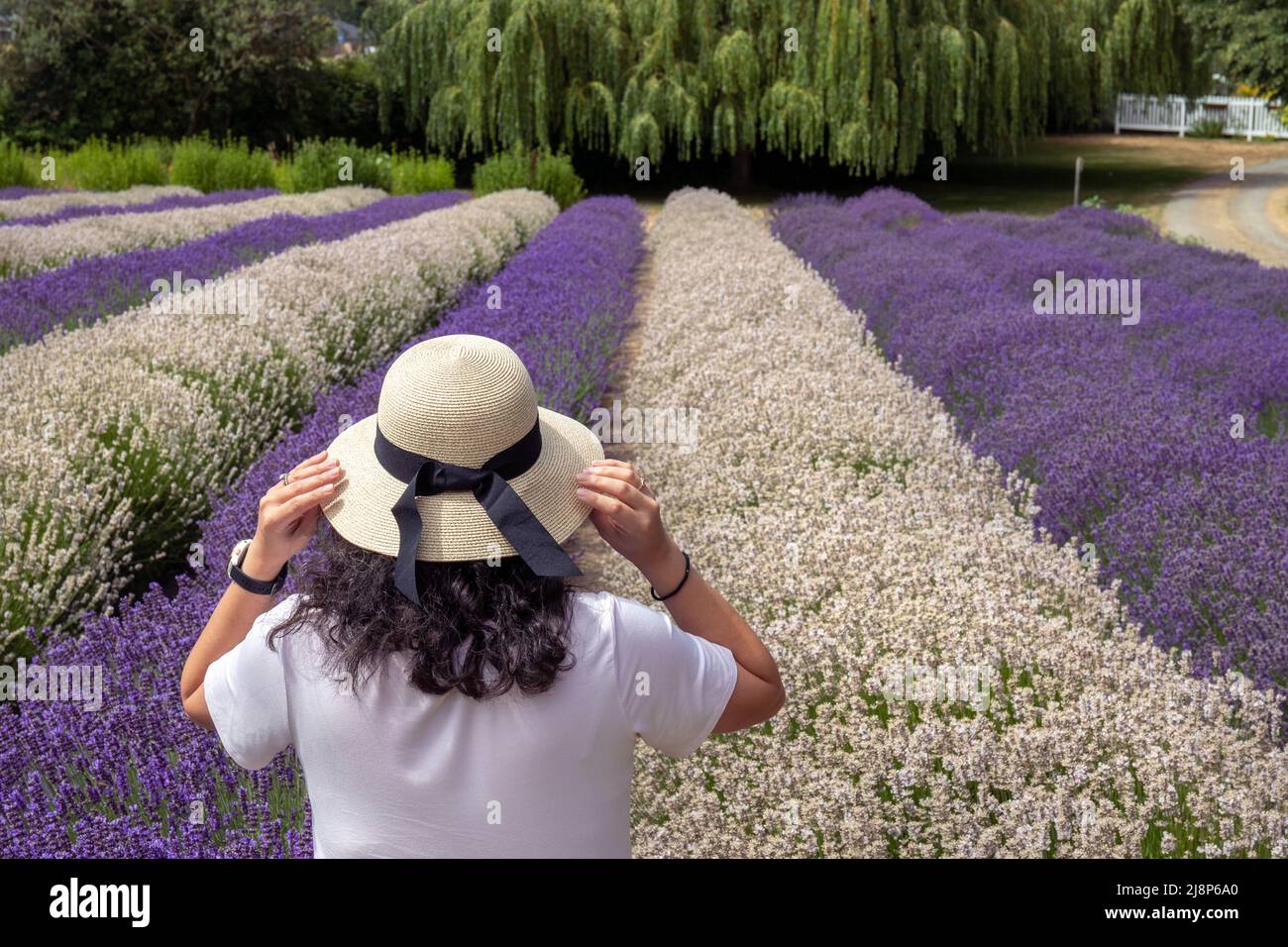 Jeune femme avec des cheveux de curly foncé mettant sur un chapeau de soleil et regardant les rangées blanches et pourpre de lavande dans le champ à Sequim, WA Banque D'Images