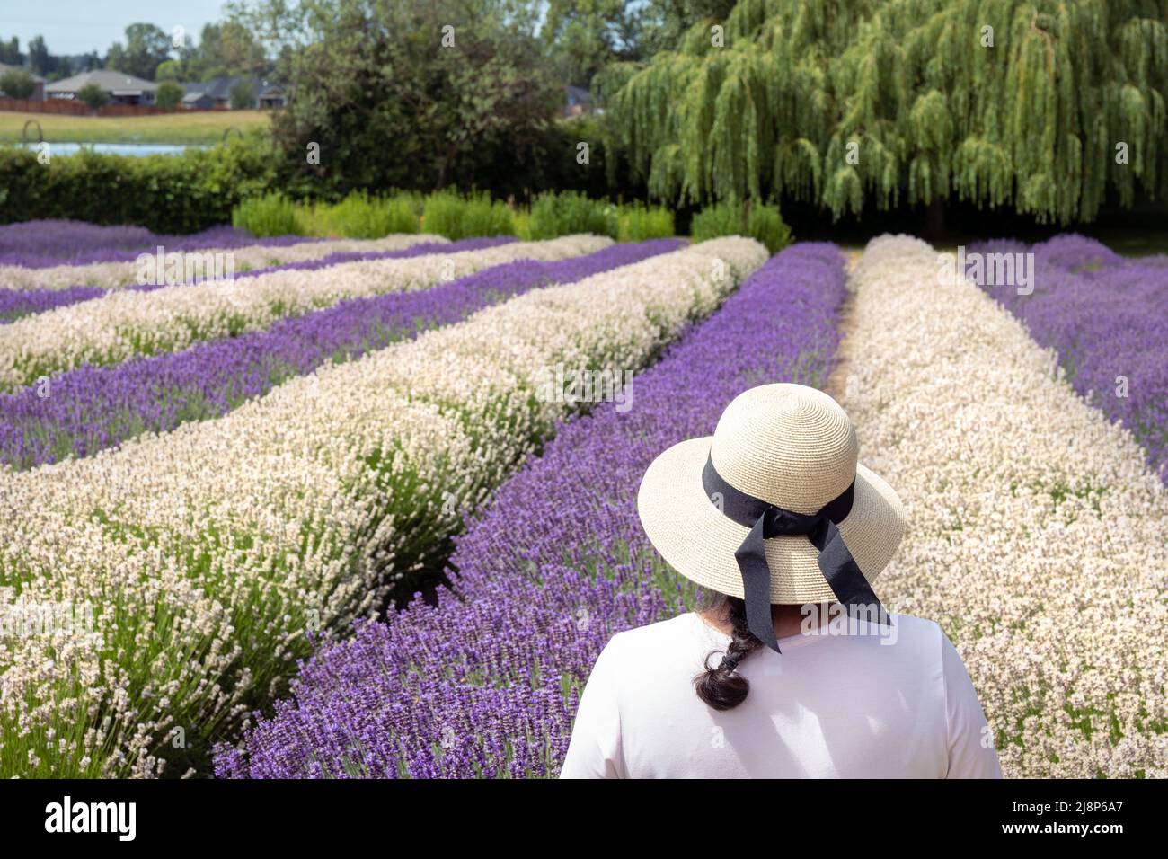 Jeune femme portant un chapeau de soleil regardant les rangées blanches et pourpre de lavande dans le champ à Sequim, WA Banque D'Images