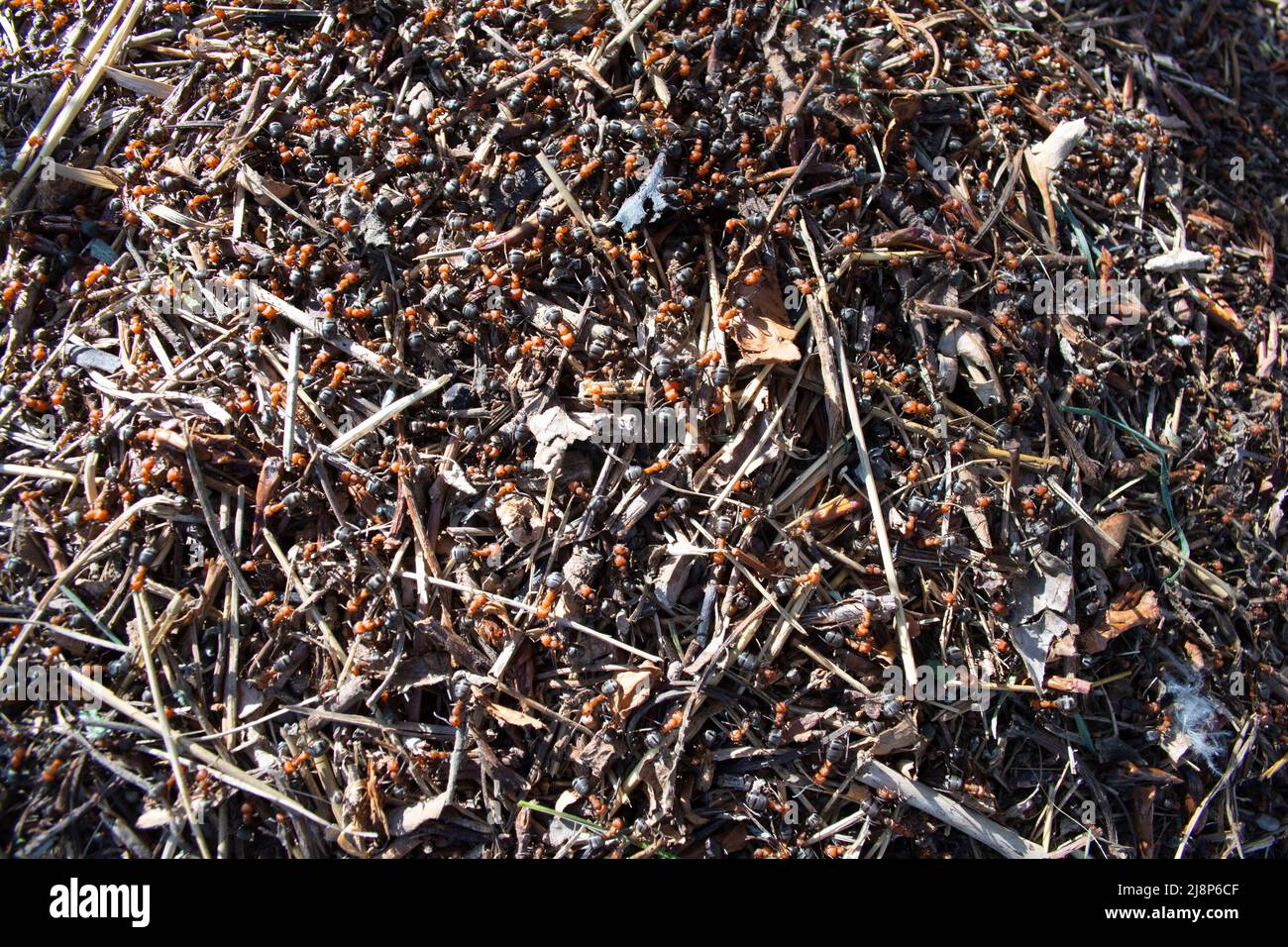 Ants de charpentier rouge sur Ant Hill dans la nature. Banque D'Images
