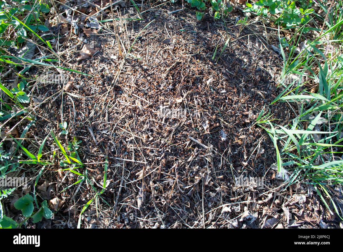 Ants de charpentier rouge sur Ant Hill dans la nature. Banque D'Images