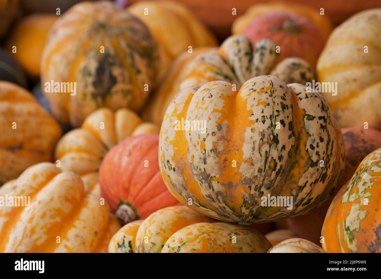 Citrouilles et courges de couleur muleit sur un stand de ferme local en automne. Banque D'Images