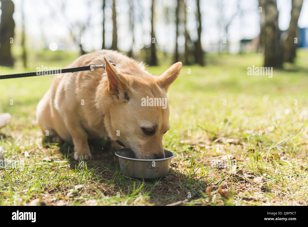 Un chien super mignon boit de l'eau dans son bol d'extérieur. Joyeux chien Llttle s'amuser dans le parc. Journée ensoleillée en plein air. Photo de haute qualité Banque D'Images