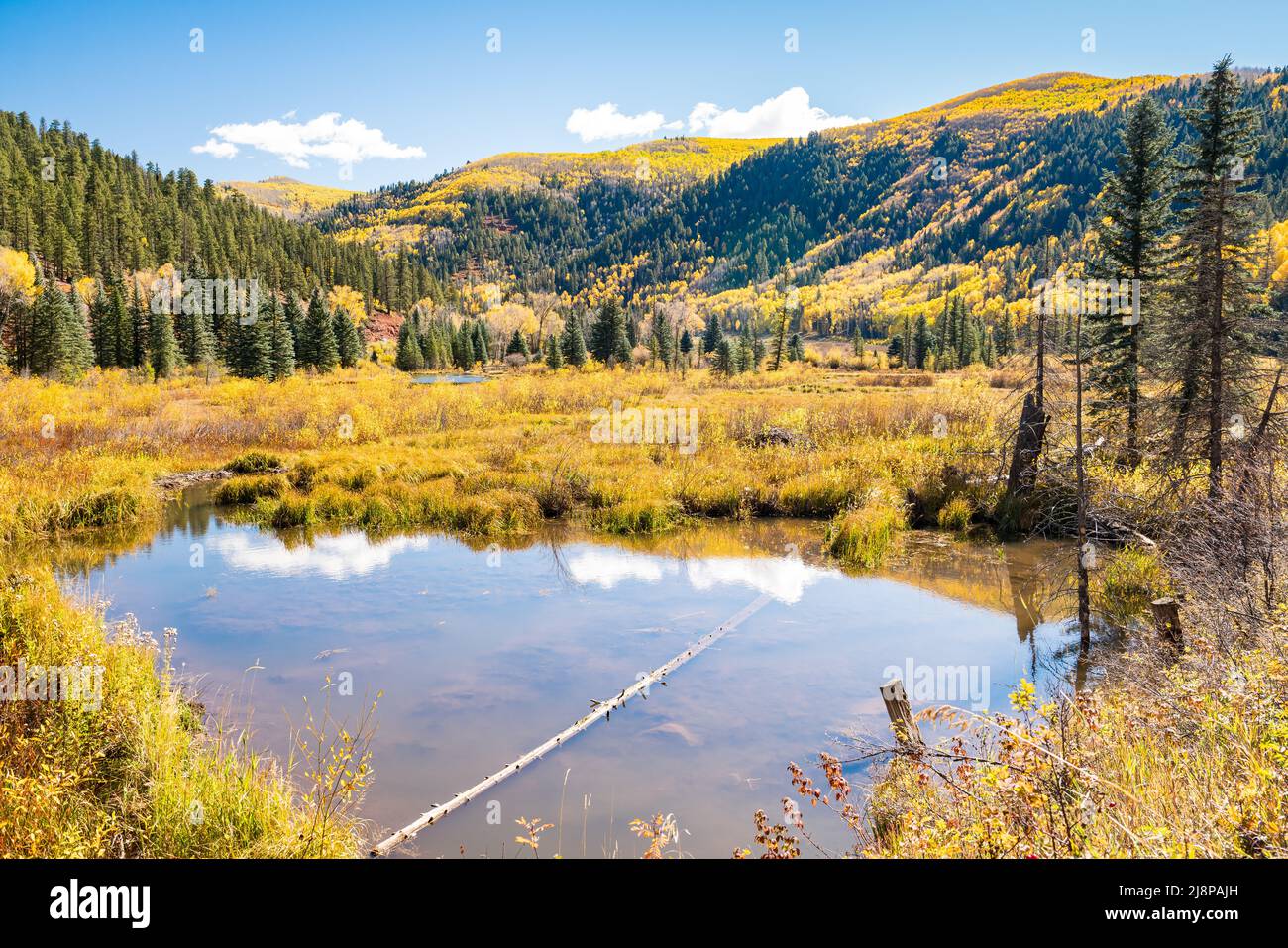 Tremble d'automne doré dans les montagnes San Juan du Colorado Banque D'Images