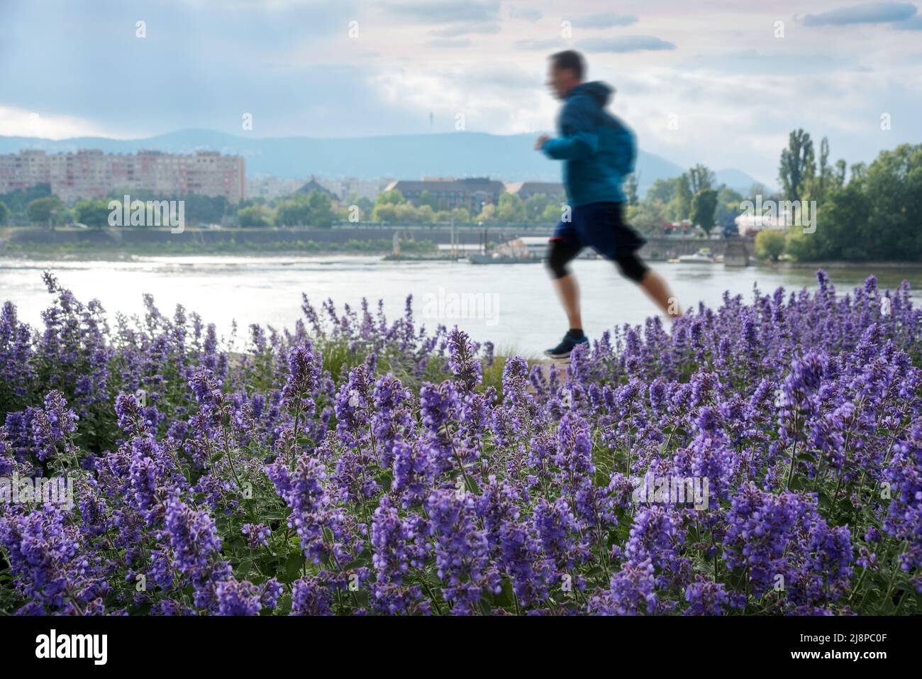 Le lilas fleurit contre la personne qui court au bord de la rivière Banque D'Images