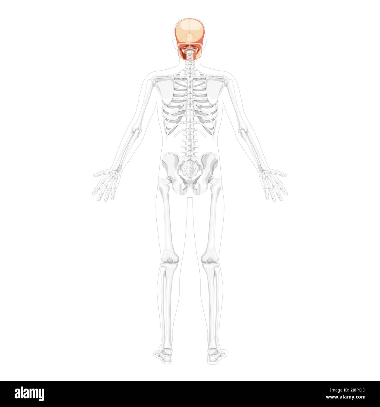 Tête humaine Skull Skeleton vue arrière avec mains ouvertes partiellement transparente position du corps. Anatomiquement correct. Modèle réaliste et plat de couleur naturelle illustration vectorielle isolée sur fond blanc Illustration de Vecteur