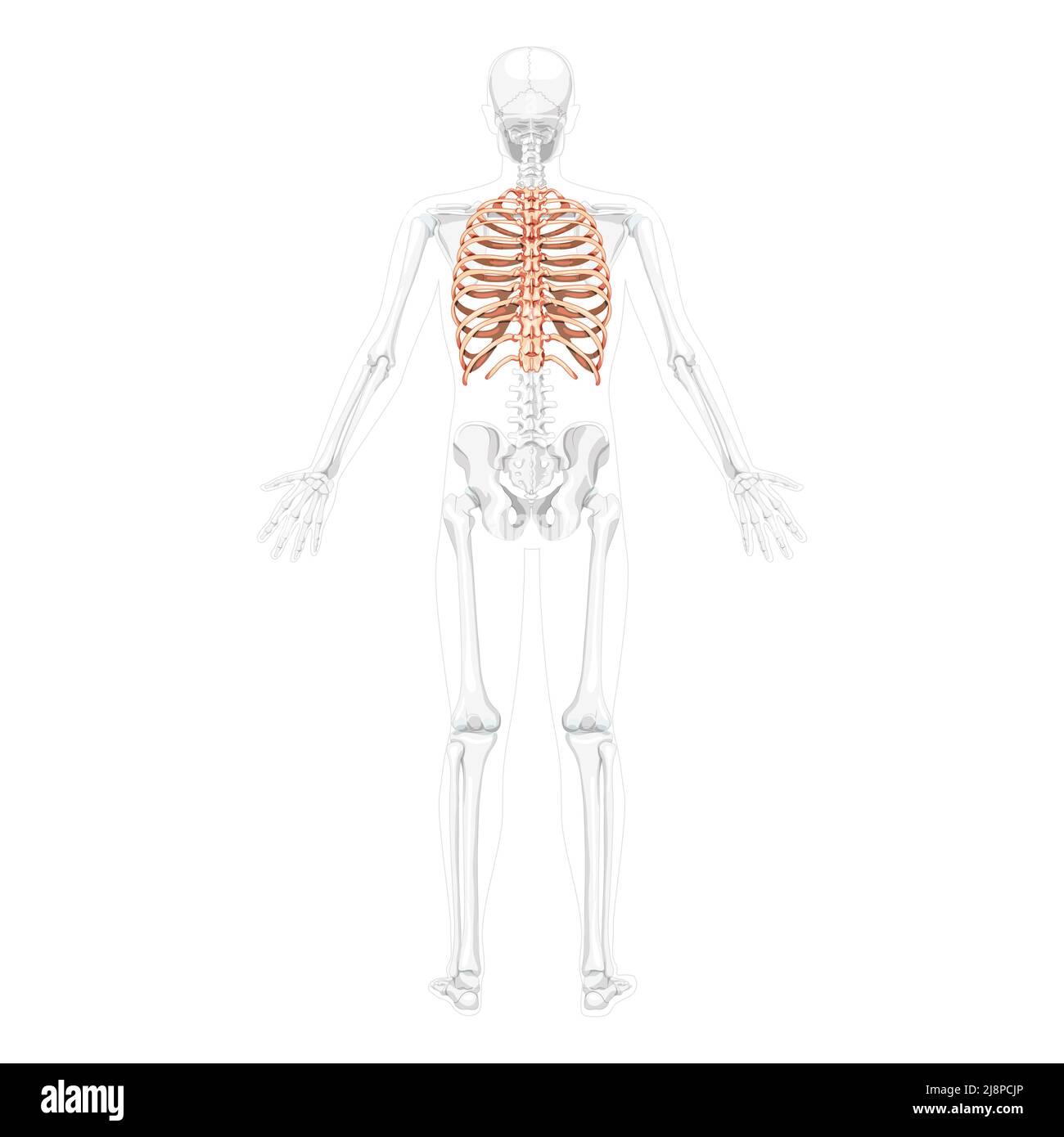 Squelette de cage thoracique dos humain vue postérieure dorsale avec position osseuse partiellement transparente. Jeu de 3D couleurs naturelles et réalistes Illustration vectorielle de l'anatomie isolée sur fond blanc Illustration de Vecteur