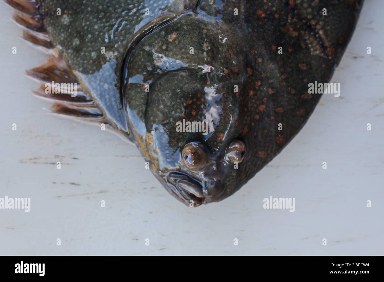 Plie noire (Rhombosolea retiaria) des eaux néo-zélandaises. Écailles dorsales sombres avec taches rouge brique : écailles ventrales gris-blanc. Banque D'Images