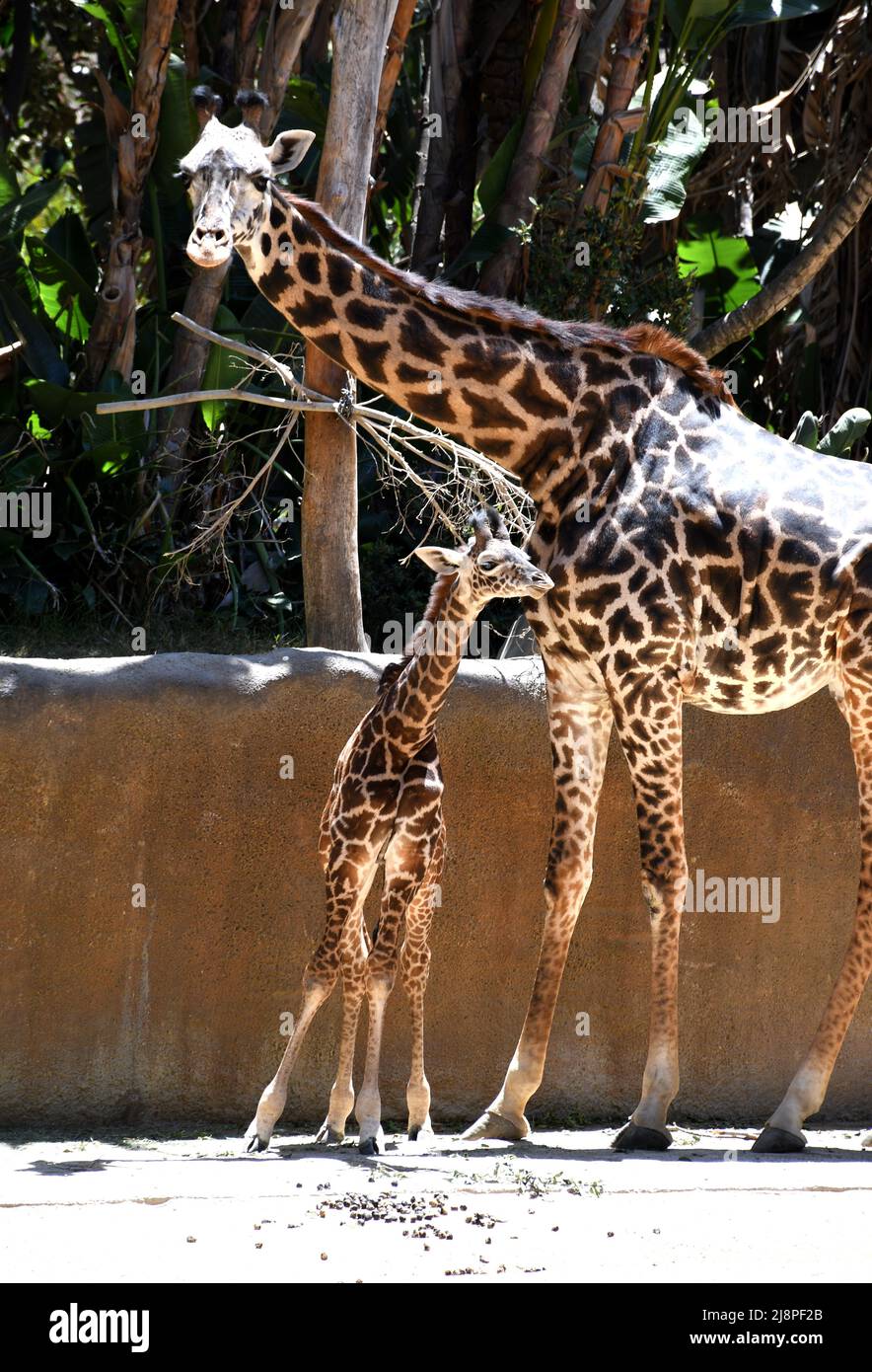 Los Angeles, Californie, États-Unis 13th mai 2022 Un nouveau bébé Maasai Giraffe, Masai Giraffe, né le 18 avril au zoo LA le 13 mai 2022 à Los Angeles, Californie, États-Unis. Photo par Barry King/Alay stock photo Banque D'Images
