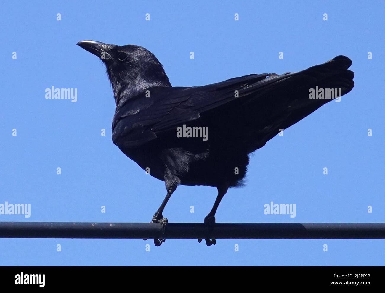 Oiseau noir haut dans les arbres Banque D'Images