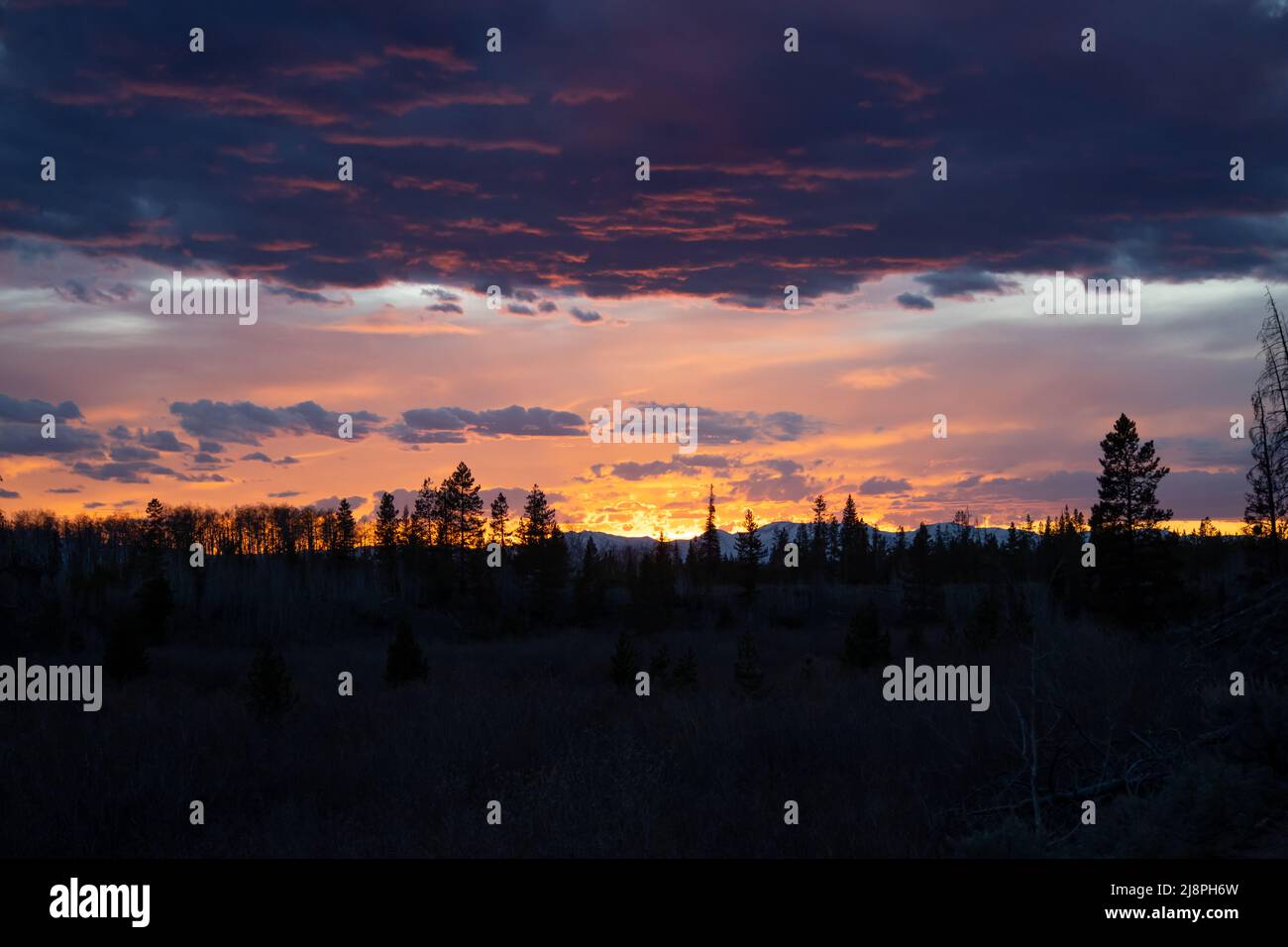 Un coucher de soleil au parc national de la forêt du Colorado peint le ciel avec des roses et des oranges derrière une silhouette d'arbres et de branches Banque D'Images