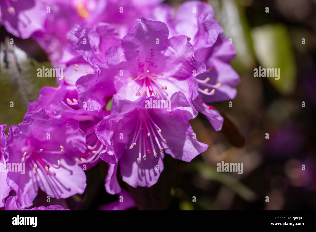 Fleurs de Rhododendron rose gros plan Banque D'Images