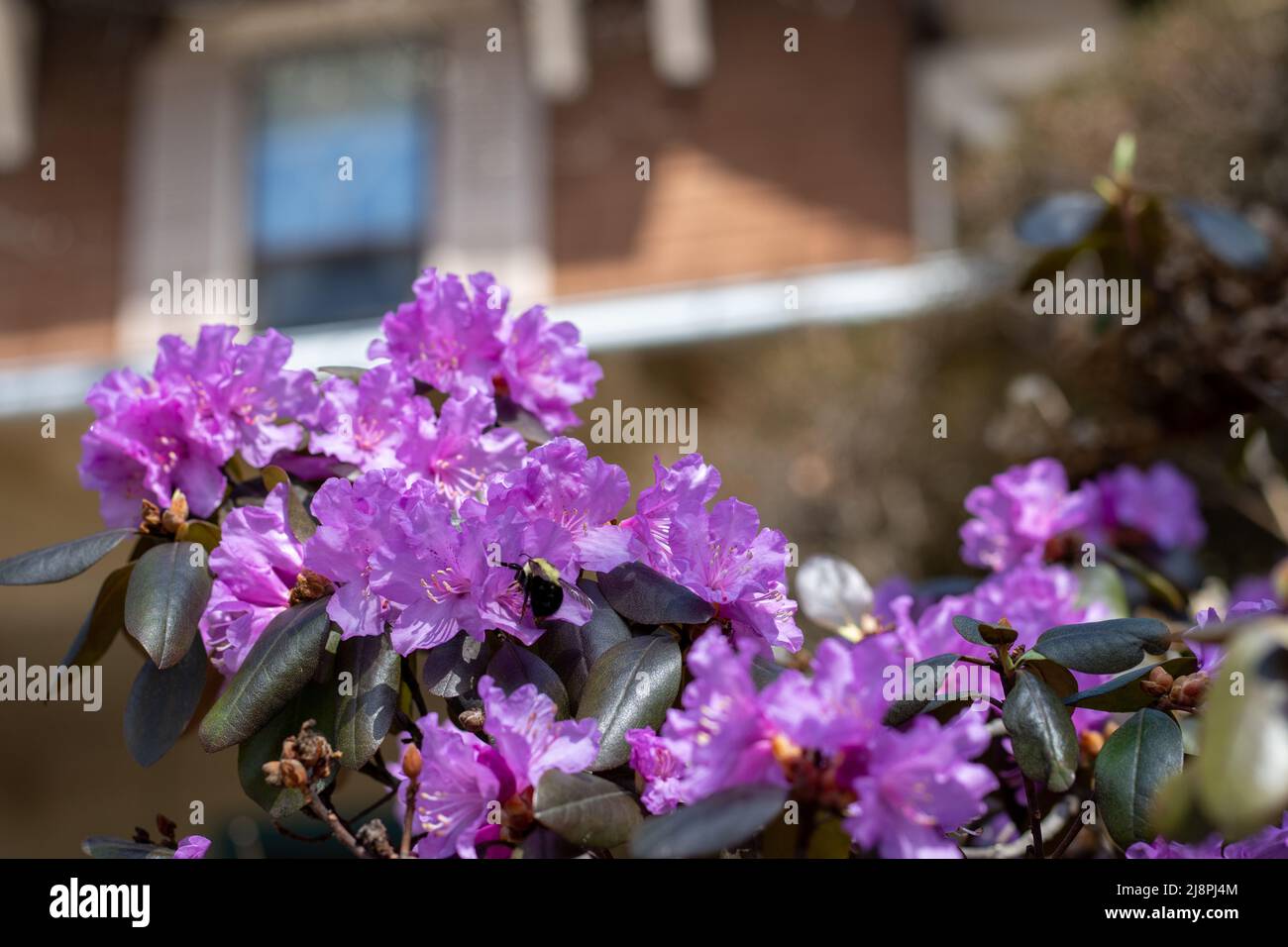 Fleurs de Rhododendron roses devant une maison Banque D'Images