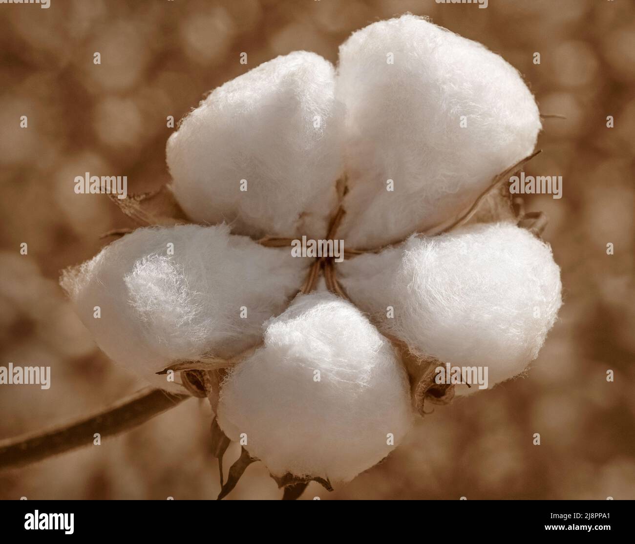 Prêts pour la récolte de coton Banque D'Images