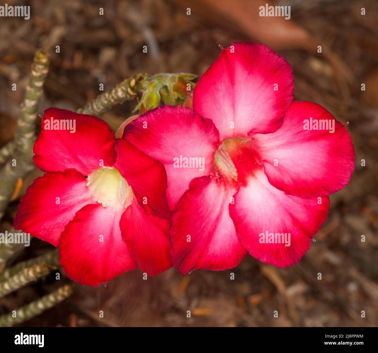 Superbes fleurs rouges et blanches vives de la Rose du désert africaine, Adenium obesum, arbuste succulent tolérant à la sécheresse, sur fond marron Banque D'Images