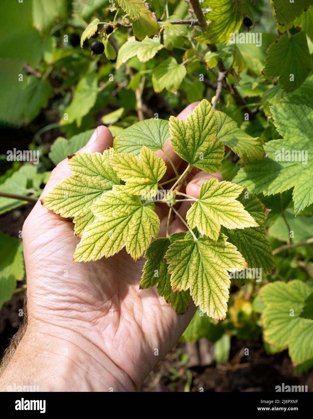 Des feuilles jaunes malades dans la main comme chantant de chlorose infectieuse ou de carence en nutriments. Agriculture, problème de viticulture. Banque D'Images