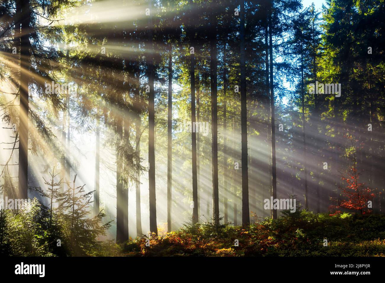 Forêt dans le brouillard du matin, Hinterzarten, Forêt Noire, Bade-Wurtemberg, Allemagne Banque D'Images