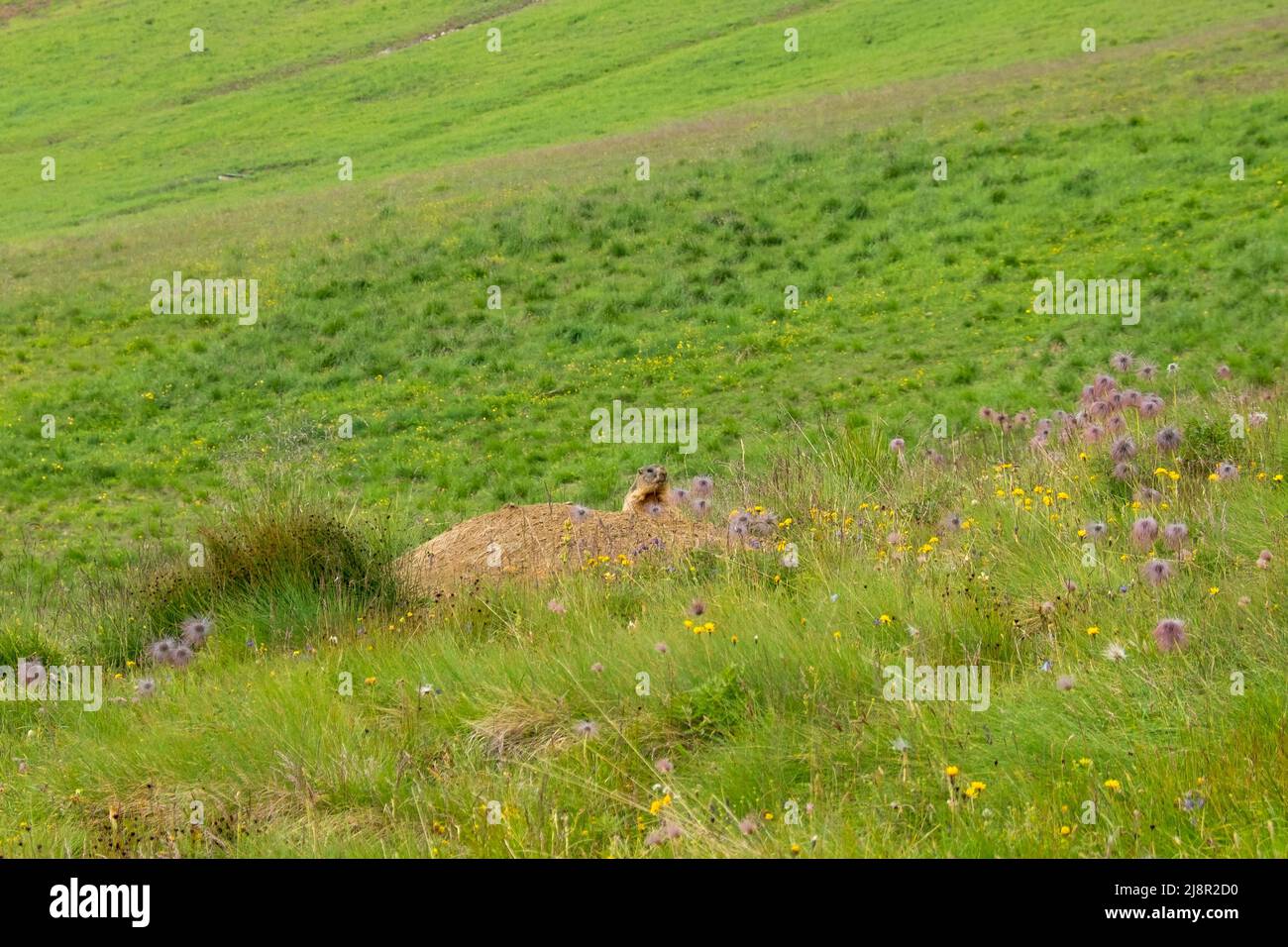 Marmot à sa terrière dans un pré alp Banque D'Images