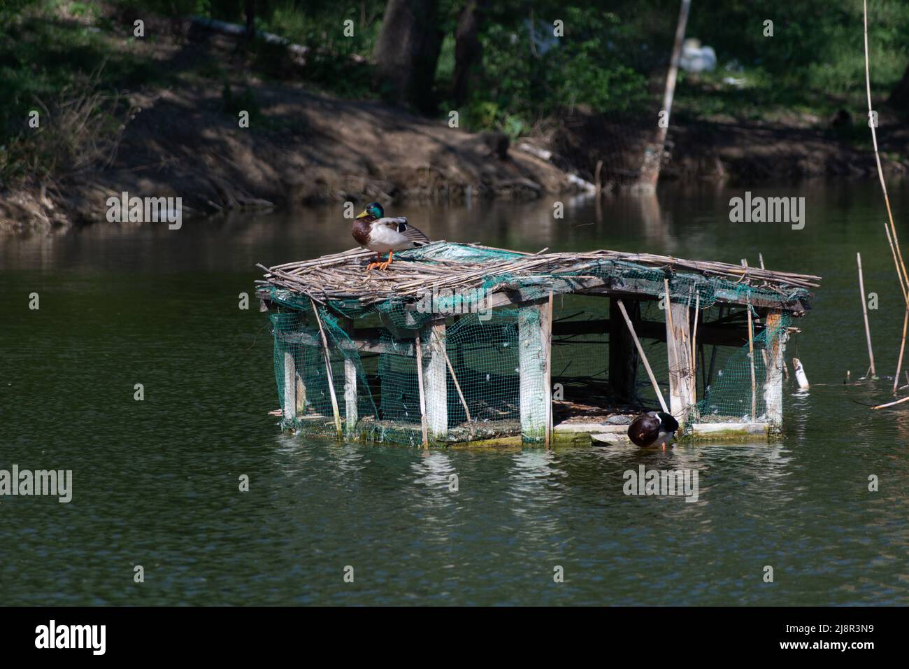 Deux canards colverts mâles reposent sur une péniche en bois sur un lac dans un parc en été après midi Banque D'Images