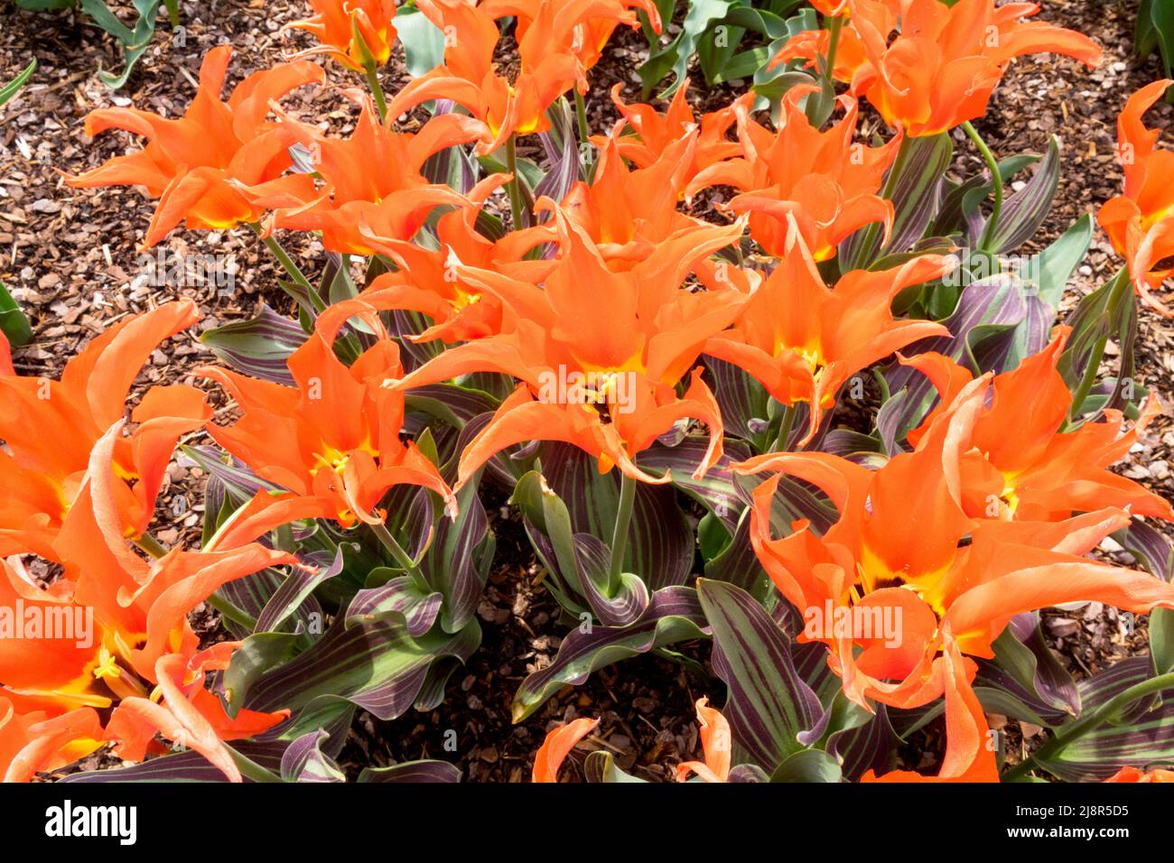 Groupe Lily orange Tulips '' tulipe, Tulipa Banque D'Images