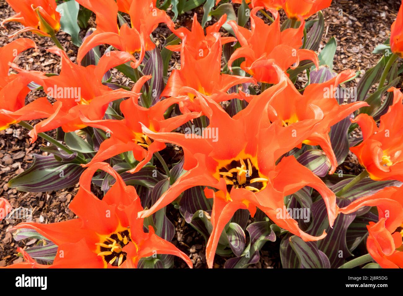 Groupe Lily orange Tulips '' tulipe, Tulipa Banque D'Images