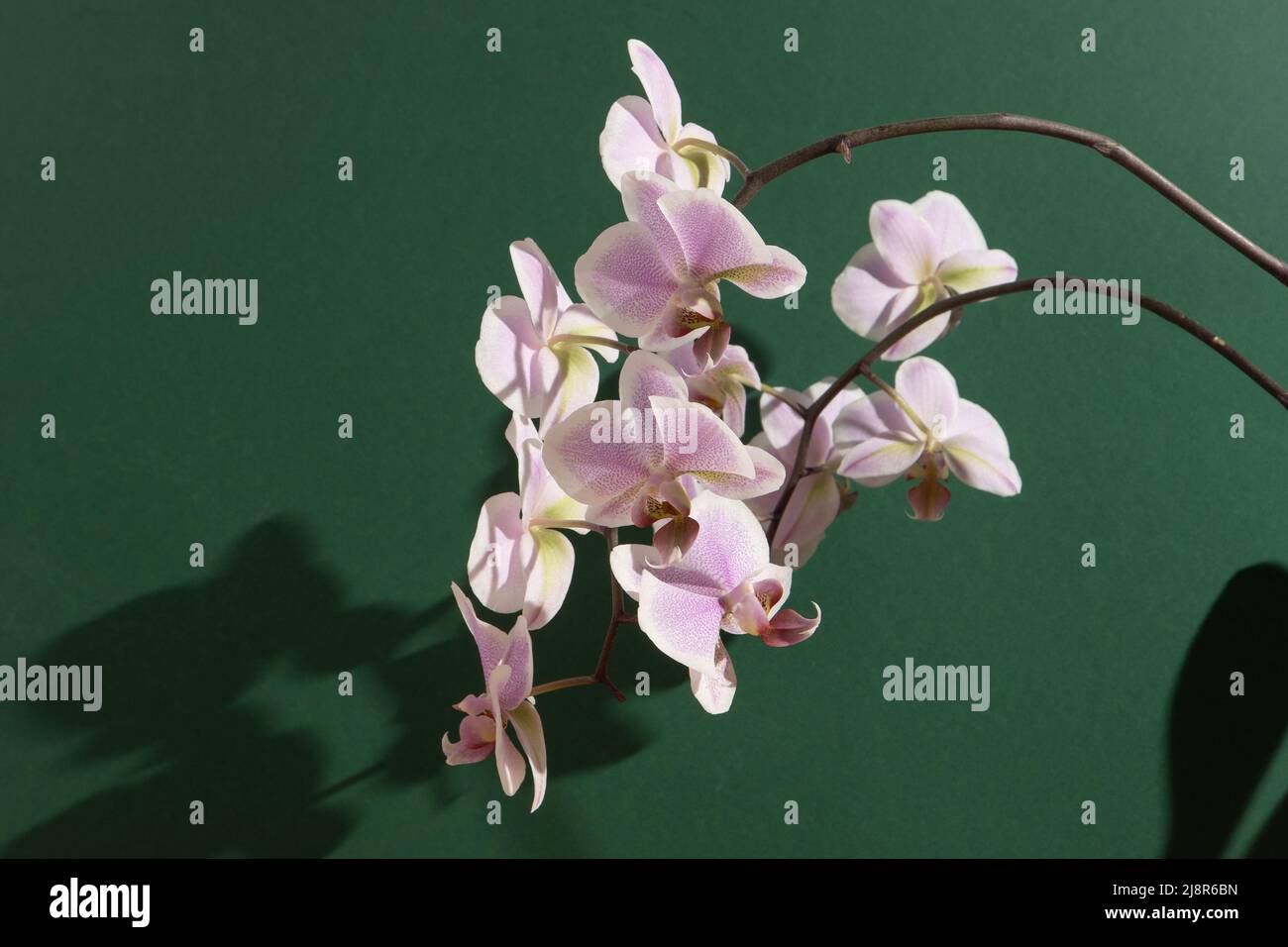 Orchidée rose deux branches. Boutons de phalaenopsis blancs. Fleur d'intérieur Phalaenopsis. Fleurs sur fond vert. Orchidées en fleurs en gros plan. Banque D'Images