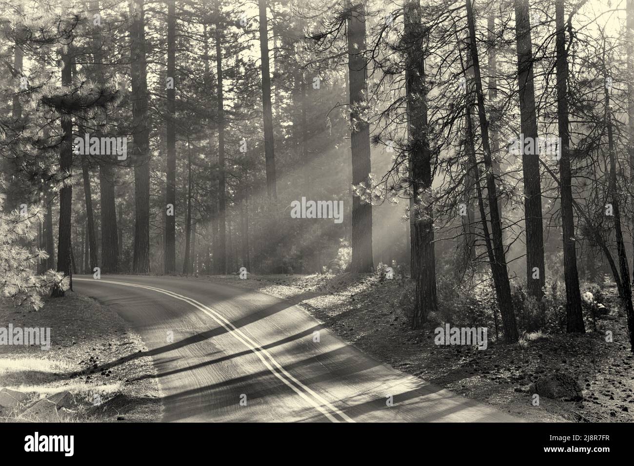 Tôt le matin lumière du soleil dans les forêts de Mariposa Grove, parc national de Yosemite, Californie, États-Unis. Traitement de style vintage. Banque D'Images