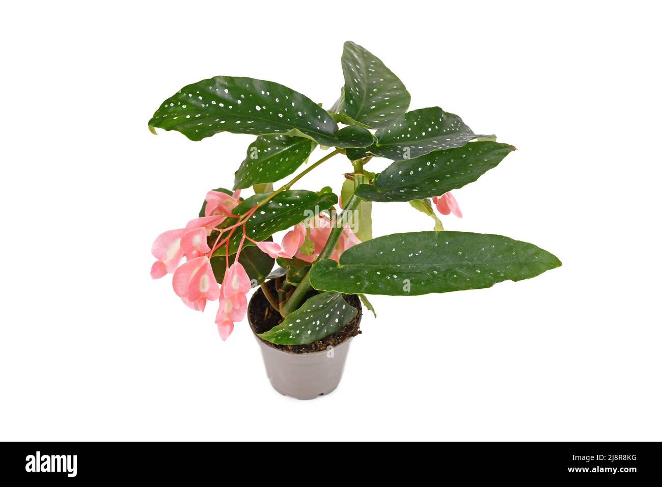 Plante-maison en fleurs 'Begonia Tamaya' avec fleurs roses en pot sur fond blanc Banque D'Images