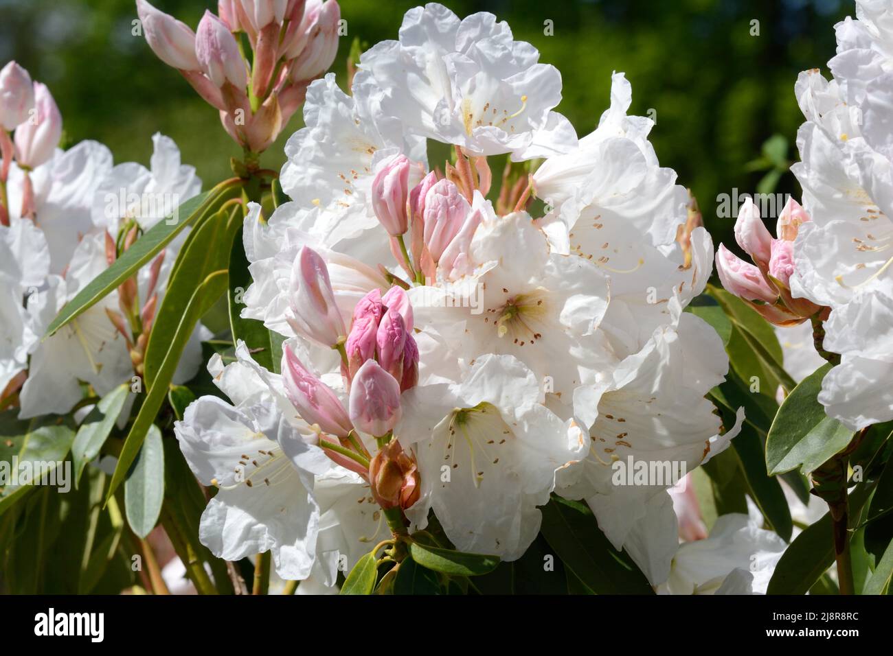 Rhododendron Mme A T de la Mare boutons roses qui s'ouvrent aux fleurs blanches Banque D'Images