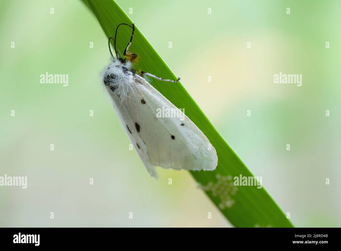 Une femelle, une papillon de Muslin Ermine (Diaphora mendica), sur une feuille d'ail avec ses œufs à la fin du printemps. Banque D'Images