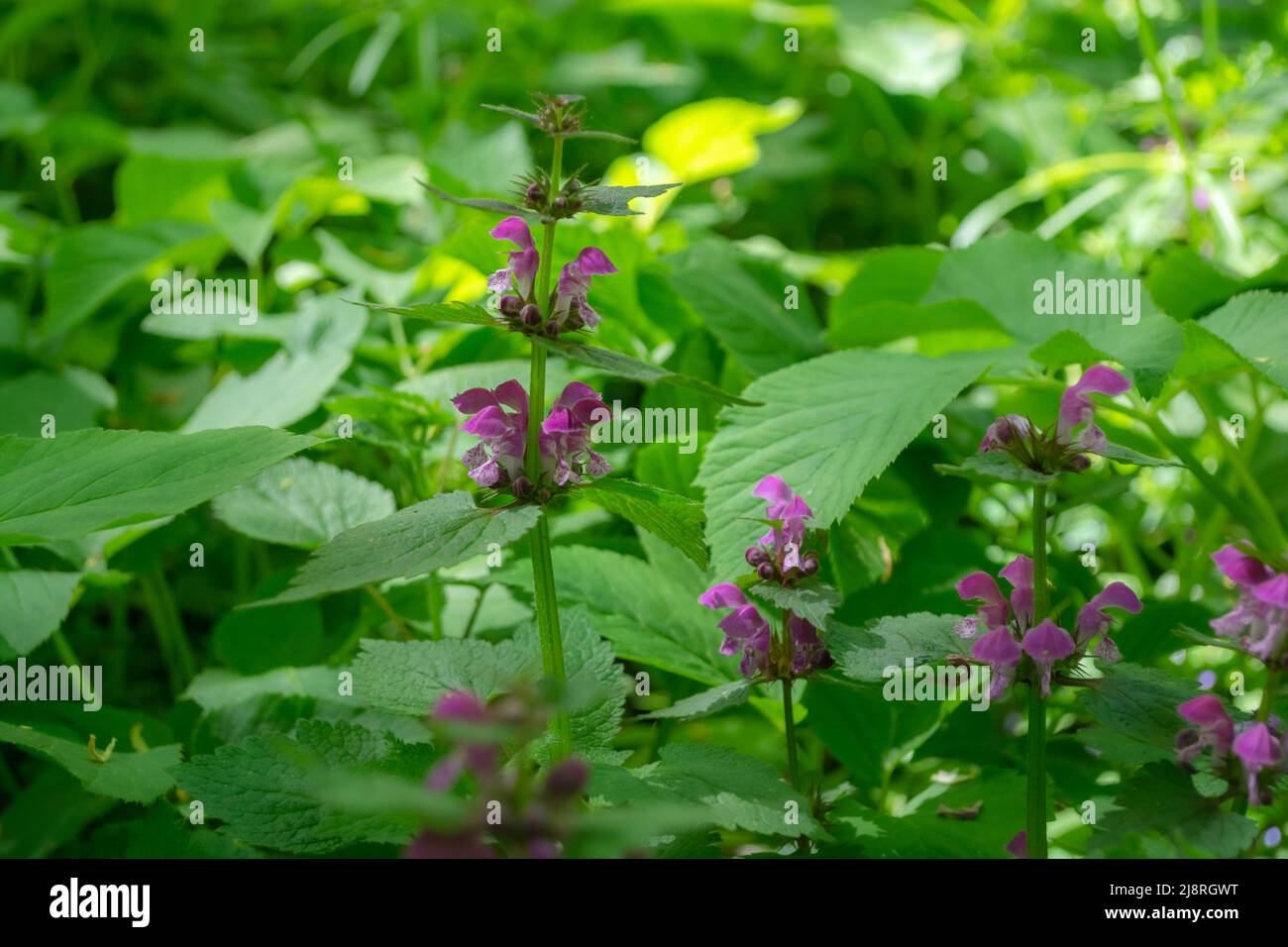 Lamium maculatum en gros plan. Fleurs violettes d'une plante médicinale dans la forêt. Banque D'Images