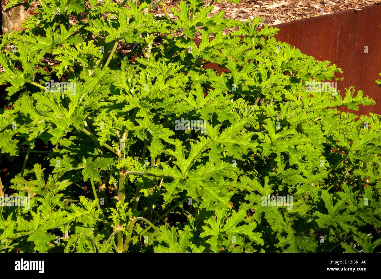 Sydney Australie, pélargonium graveolens ou géranium doux parfumé sous le soleil de l'après-midi Banque D'Images