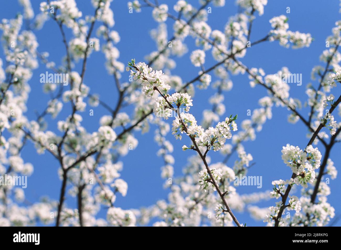 Fleurs blanches de pommier en fleur au printemps contre le ciel bleu sur une macro Sunny jour gros plan dans la nature à l'extérieur. Photographie de film Banque D'Images
