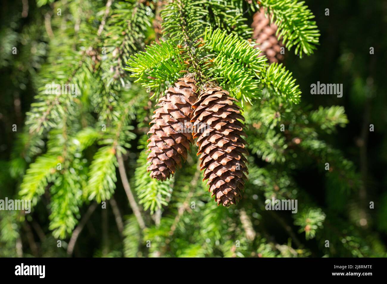 Gros plan de deux cônes de sapin suspendus sur les branches d'un conifères. Banque D'Images